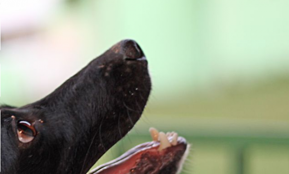 Le crime du chien résolu par les Ados A2.2